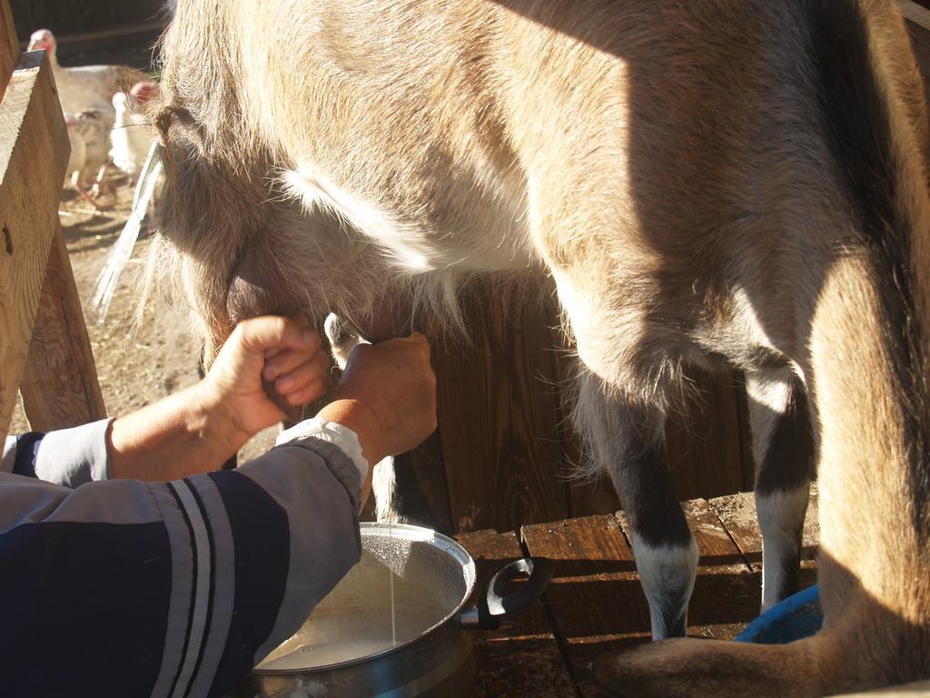 Medny Dvor Farm Stay Medna Exteriér fotografie